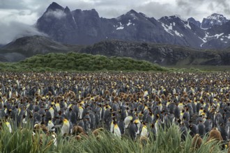 Antarctica, South Georgia, Salisbury Pain, a colony of king penguins (Aptenodytes patagonicus),