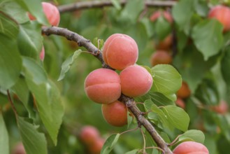 Apricot (Prunus armeniaca 'Bergarouge'), Ranstedter fruit farm, Ort im Innkreis, Upper Austria,