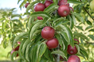 Columnar apple (Malus domestica 'Sunlight'), State Research Centre for Agriculture and Fisheries,