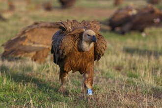 Griffon Vulture, Eurasian Griffon Vulture, Griffon Vulture, Eurasian Griffon, (Gyps fulvu), Vautour