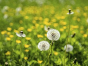 Dandelion (Taraxacum), dandelions, in a meadow, Offenbach am Main, Hesse, Germany, Europe