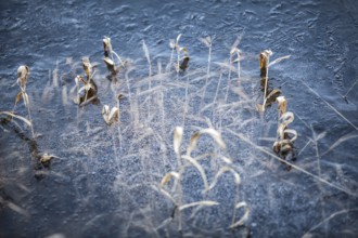 Blades of grass in a frozen lake, structures of the water surface
