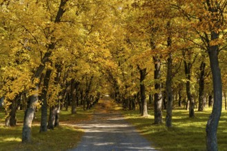 Idyllic view of a small country road leading into endless golden autumn forest