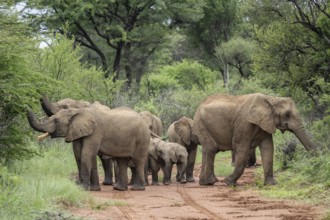 Elephants (Loxodonta africana) Herd with young, Qwabi Private Game Reserve, Biosphere Reserve,