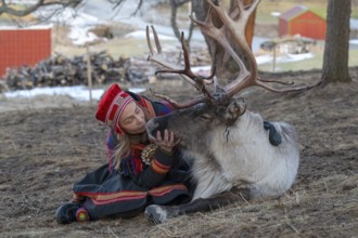 Reindeer (Rangifer tarandus), Sami, Lapp, indigenous people, young woman begging reindeer, Bodø,