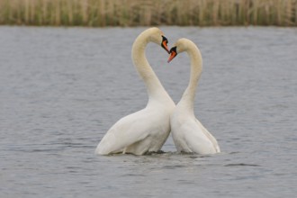 Mute Swan (Mating Pair), Mute Swan (Pair courting)