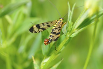 Common scorpionfly (Panorpa communis), common scorpionfly (Panorpa communis) Panorpa