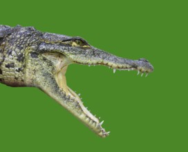 Crocodile young provile view from Mexico open mouth on green background
