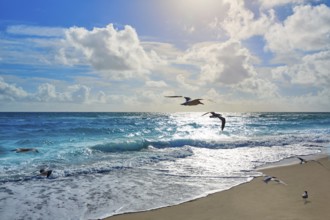 Singer Island beach seagulls at Palm Beach Florida in USA