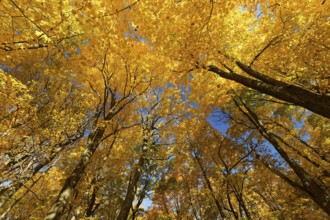 Nature, autumnal forest, view from below into the tree tops, Province of Quebec, Canada, North