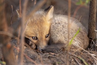 Fox Kits Near Den in Prairie Saskatchewan Canada