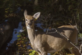 Deer in Winter Canada Wild Scenic Photo
