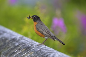 A migratory thrush (Turdus migratorius) sits on a branch and holds an insect in its beak, green
