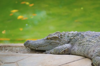 A crocodile lies beside a pond with water