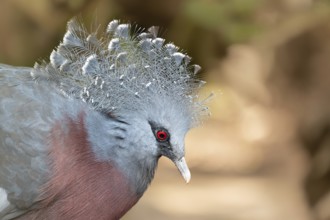 Victoria Crowned Pigeon in captivity at the Sables Zoo in Sables d'Olonne in France