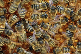 Bees