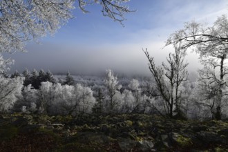 View from the summit ridge of the Mörschieder Burr in the Hunsrück-Hochwald National Park with