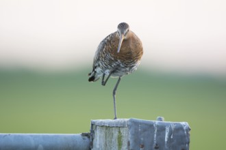 Black-tailed Godwit on pole in agricultural landscape