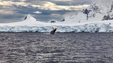 A whale jumps out of the water in front of an impressive, snow-covered ice landscape, humpback