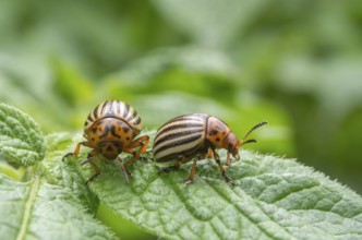 Reproduction of colorado potato beetles in potato leaves.Colorado beetle, potato parasite. Close-up