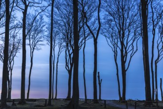 Ghost forest nienhagen