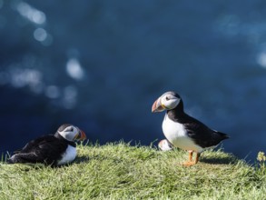 Puffin (Fratercula arctica) on a cliff on the Westman Islands, Iceland, Europe