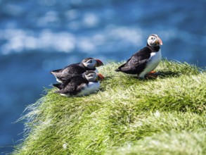 Puffin (Fratercula arctica) on a rocky cliff, Heimaey Island, Westman Islands, Iceland, Europe