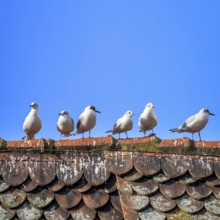 An image of six seagulls on the roof background
