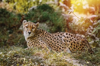 Cheetah (Acinonyx Jubatus) Sitting on the Ground Vienna, Austria, Europe