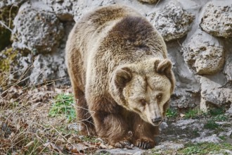 Brown Bear (Ursus Arctos) near the Stone Wall Varna, Bulgaria, Europe