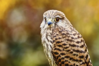 Portrait of Common Kestrel (Falco Tinnunculus) Obermaiselstein, Oberallgau, Germany, Europe