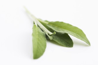 Sage sprig isolated on white background