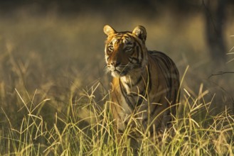 Bengal tiger in Ranthambhore national park, rajasthan, India, Asia