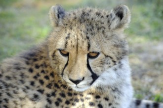 African Leopard south africa