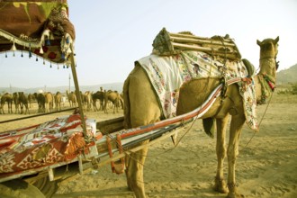 Camel cart, Pushkar mela, rajasthan, Asia, India, Asia
