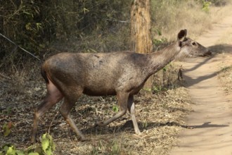 Sambar deer, tadoba andhari tiger reserve, chandrapur, Maharashtra, India, Asia