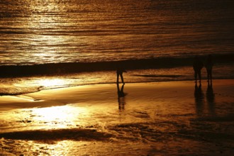 A golden-coloured sunset on Laguna Beach with the silhouette of a boy throwing stones into the