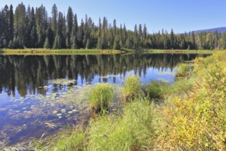 The picturesque lake in the Canadian Rockies. The lake is surrounded by dense forest. Sunset in