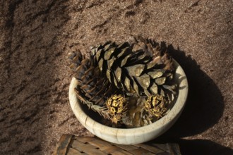 Dry pine cones as forest nature elements background