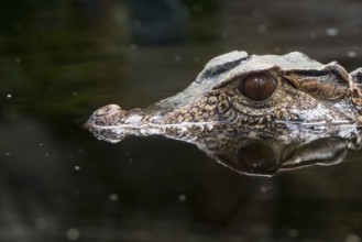 A picture of a dangerous crocodile