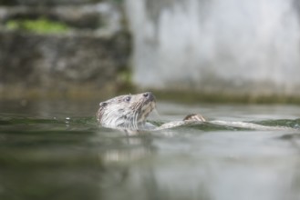A picture of a cute otter in the water