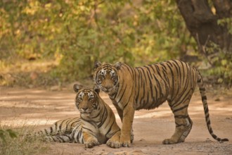Two Wild Bengal or Indian tigers, mother and sub adult cub, on a jungle track, in the dry forests
