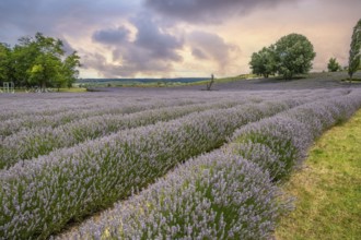 Beautiful summer evening in a lavender field. Large blue lavender bushes blooming in a cultivation