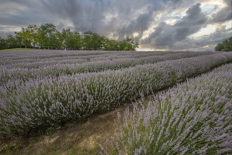 Beautiful summer evening in a lavender field. Large blue lavender bushes blooming in a cultivation