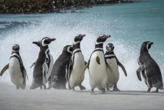 Magellanic penguins (Sphreniscus magellanicus), group on a beach, Bleaker Island, Falkland Islands,