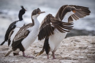 Blue-eyed Cormorant (Phalacrocorax atriceps), also Imperial shag, young birds grooming their