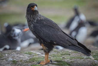 Falkland caracara (Phalcoboenus australis) in a colony of gentoo penguins (Pygoscelis papua),