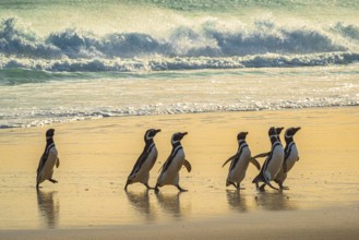 Magellanic penguins (Sphreniscus magellanicus) landing on a beach in the morning light, Volunteer