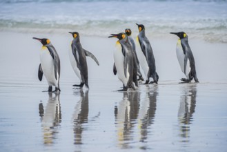 King penguins (Aptenodytes patagonicus), on the beach, Volunteer Point, Falkland Islands, Great