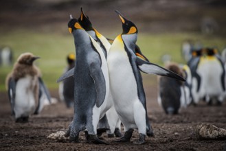 King penguins (Aptenodytes patagonicus), fighting over breeding partners during courtship,